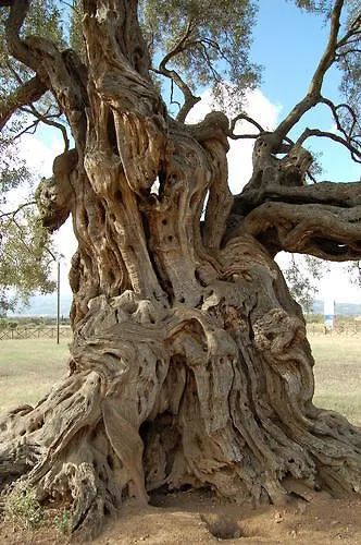 Battaglia Villamassargia